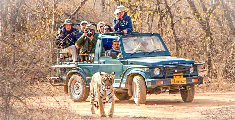 Bandhavgarh tiger reserve safari booking
