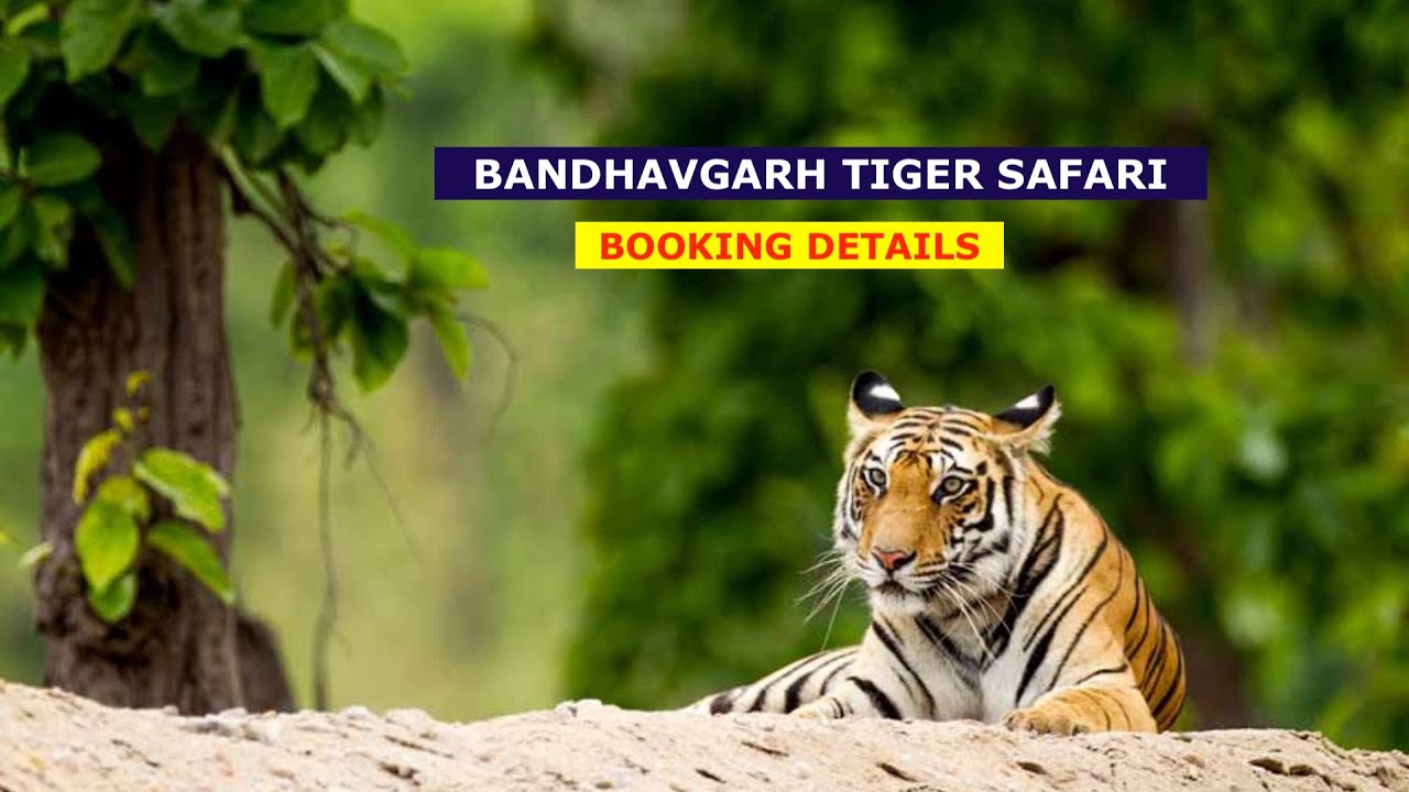 Bandhavgarh Tiger Reserve Safari Booking