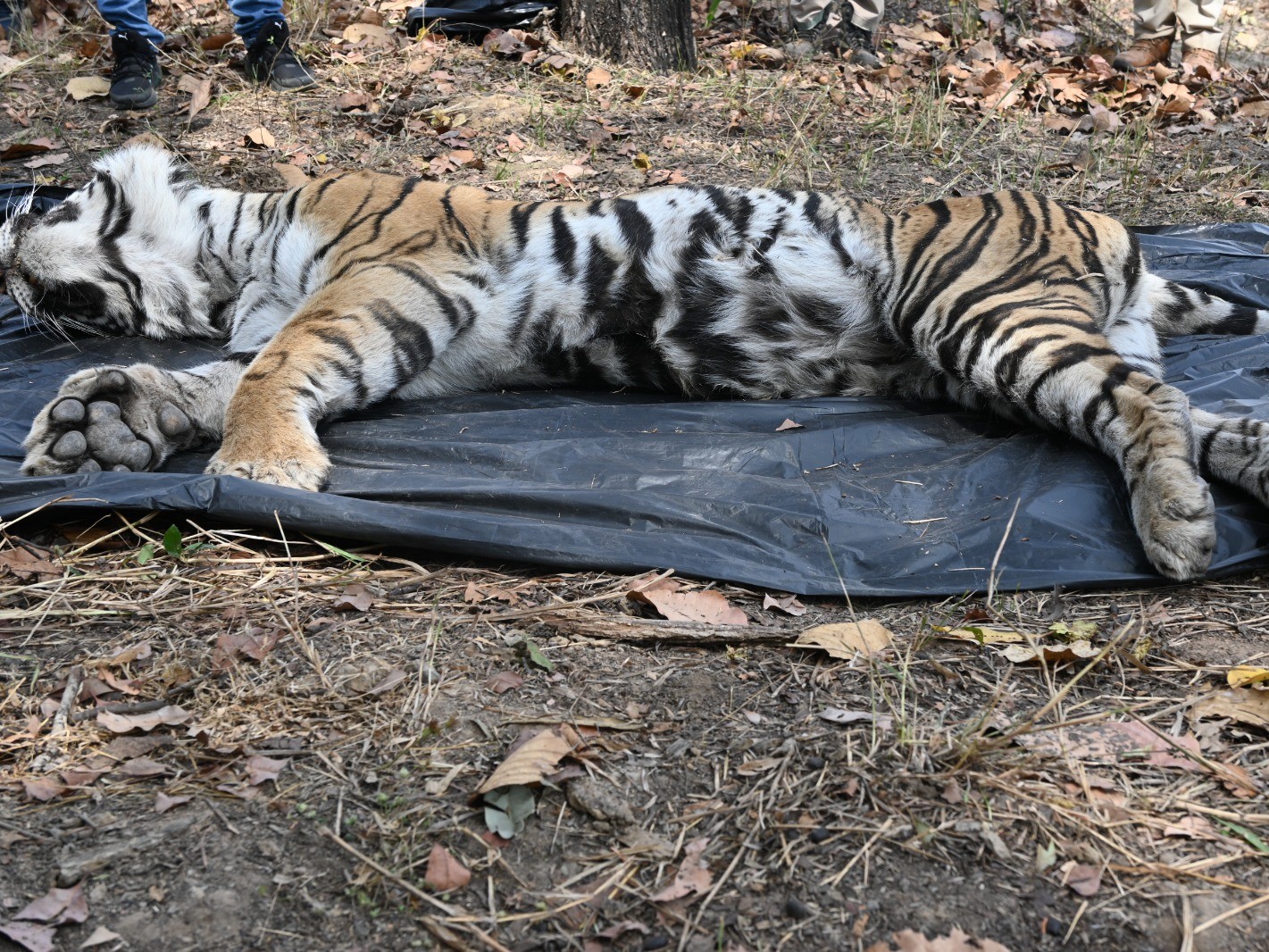 Bandhavgarh National Park