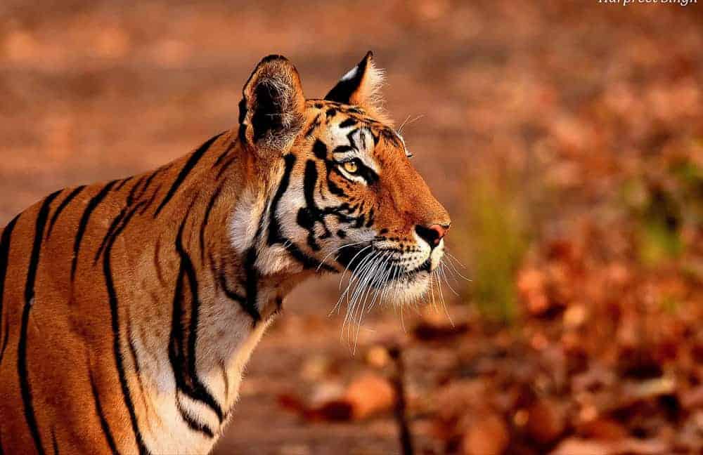 Bandhavgarh National Park