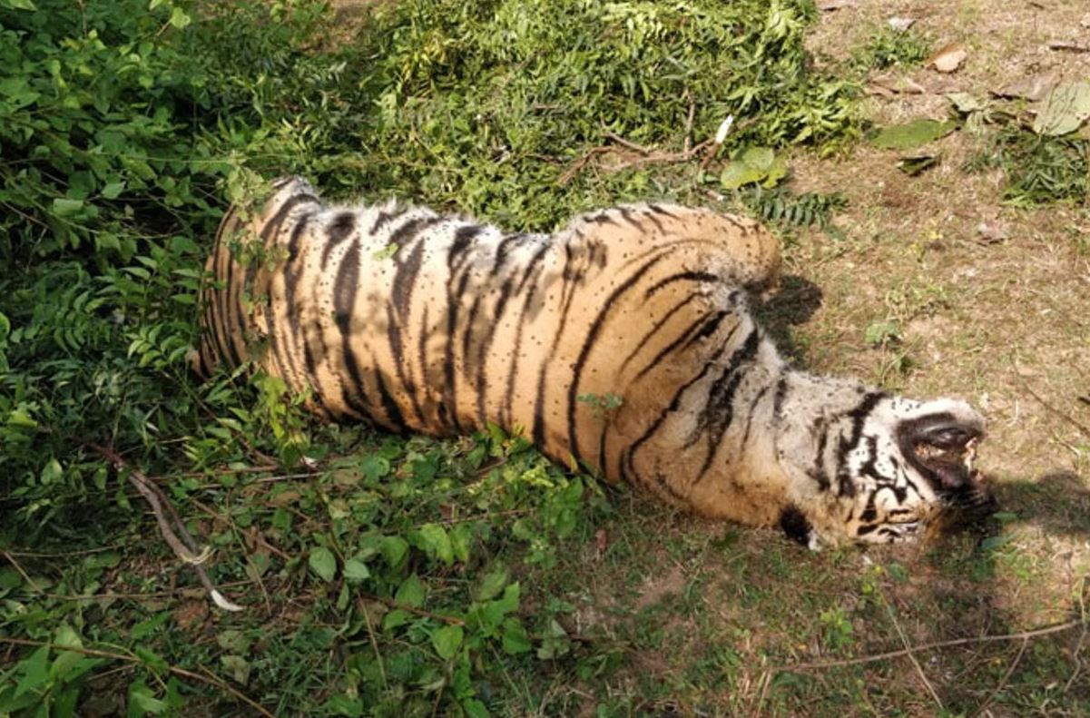 bandhavgarh tiger