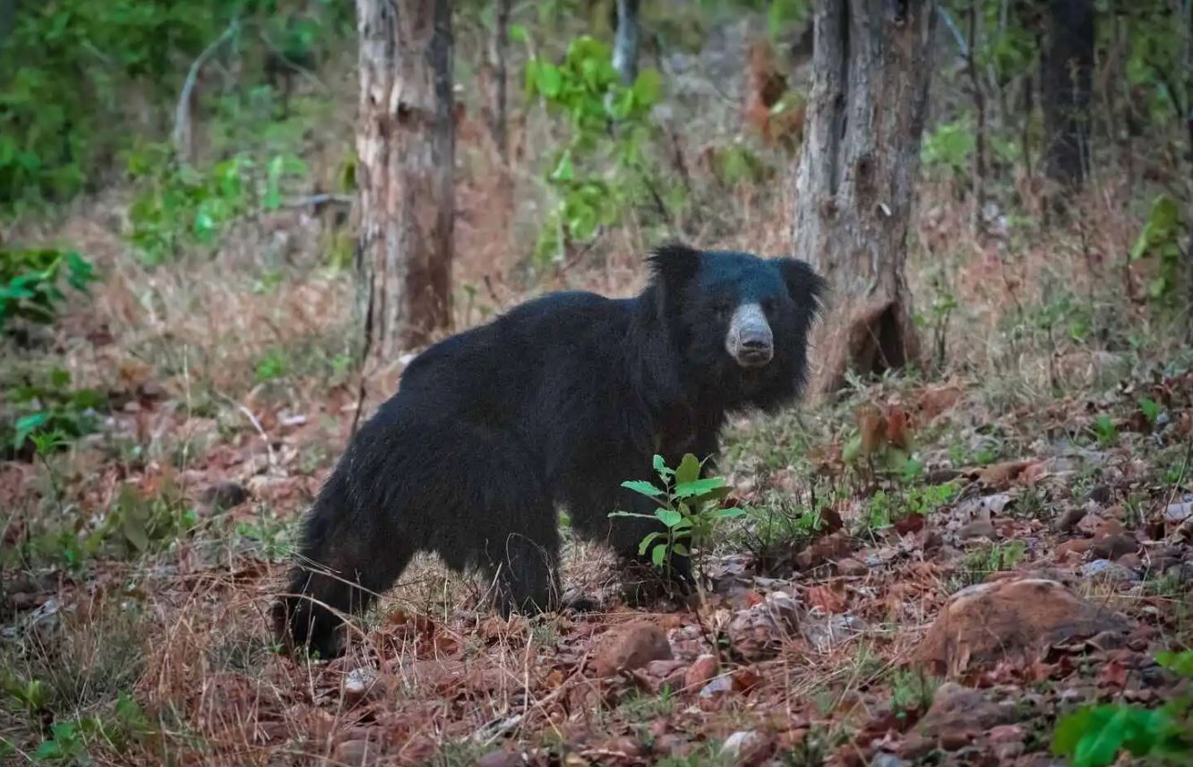 bandhavgarh bear