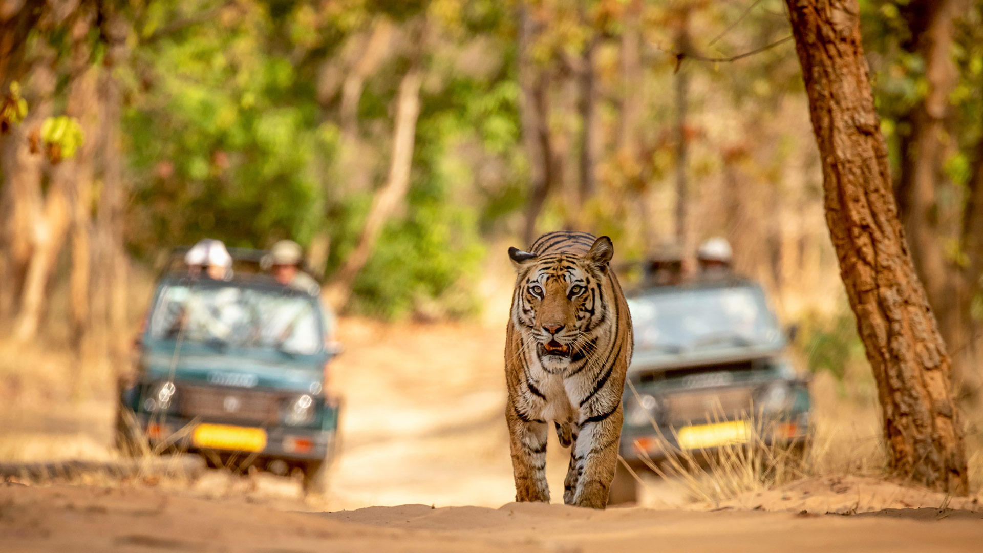 bandhavgarh jeep tiger
